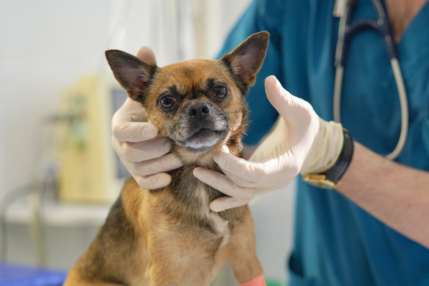 Interactive Case Webinar: Ultrasound Imaging of Lymph Nodes in Dogs and Cats