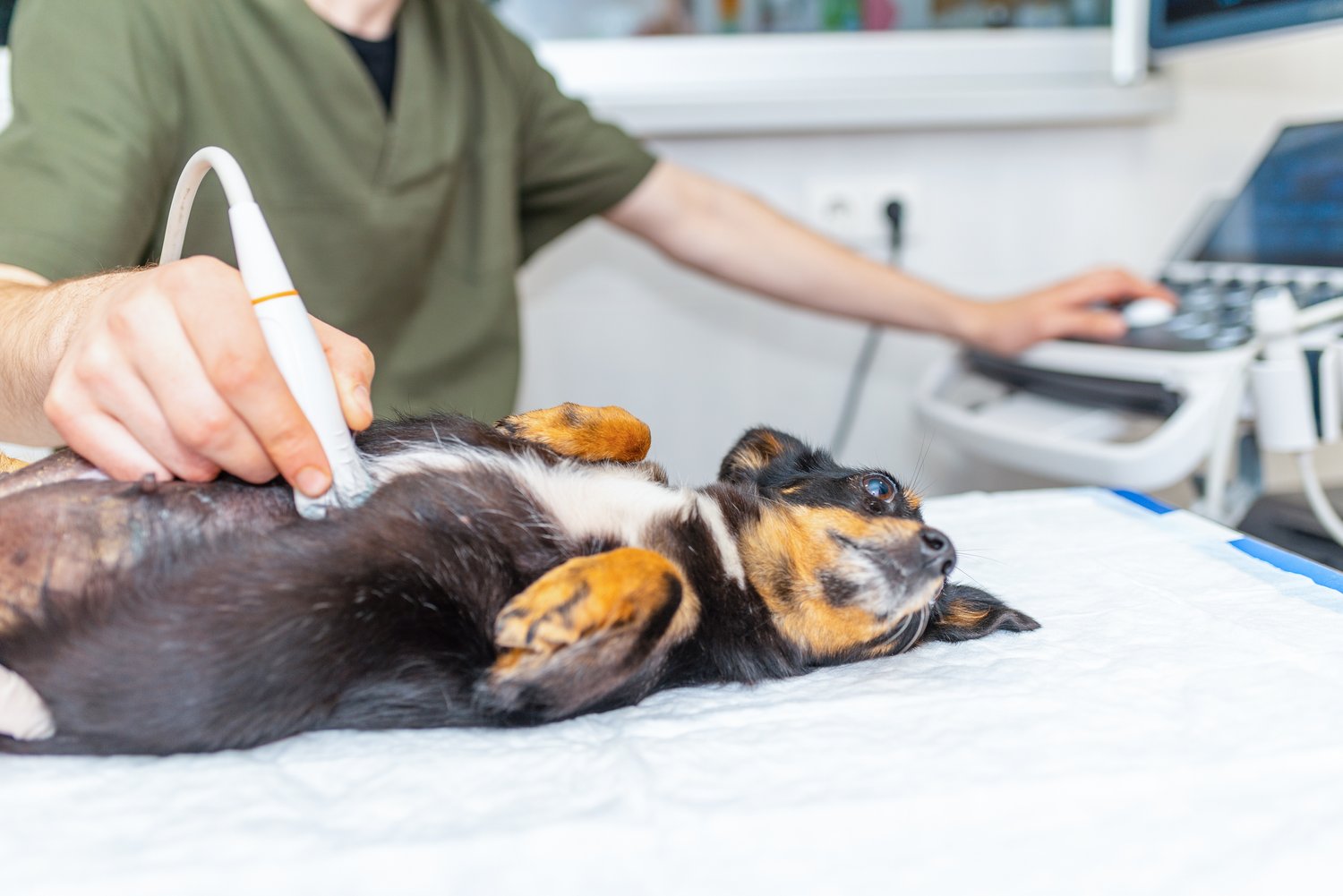 Interactive Case Webinar: Canine Echocardiography 101