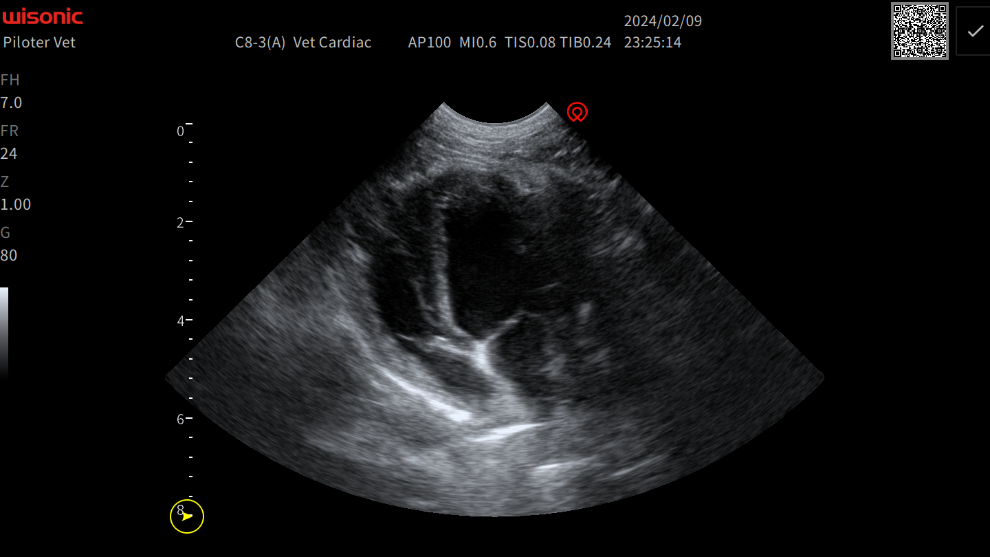 Interactive Case Webinar: Vomiting Cat Cases