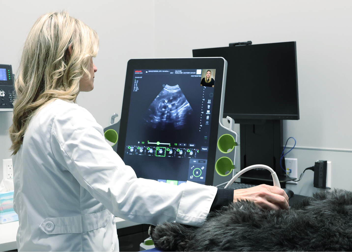 Basic Abdominal Ultrasounds in Veterinary Medicine