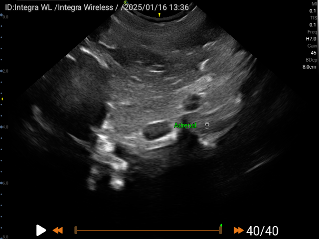 Interactive Case Webinar: Cat Triad Diseases