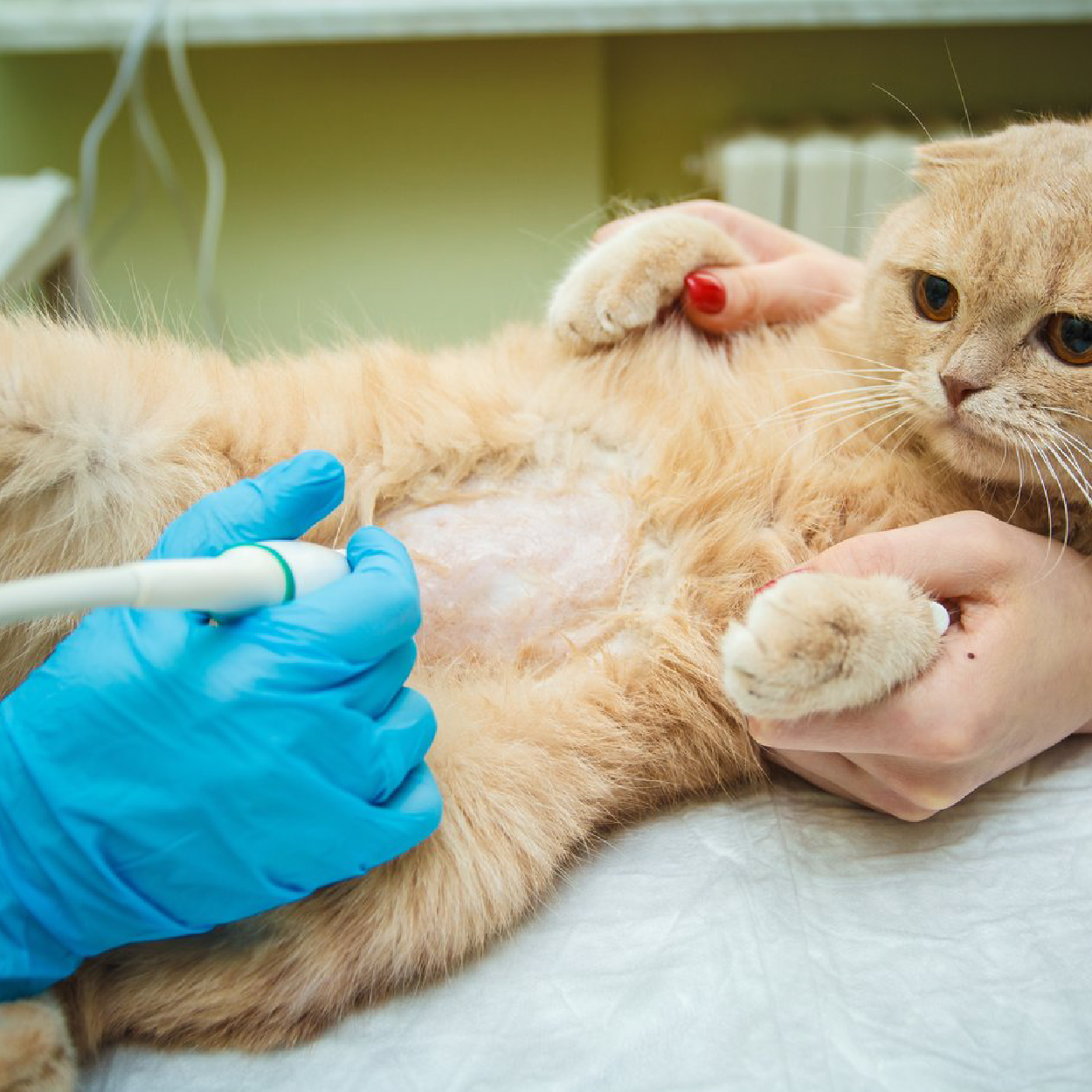 Interactive Case Webinar: Feline Echocardiography 101